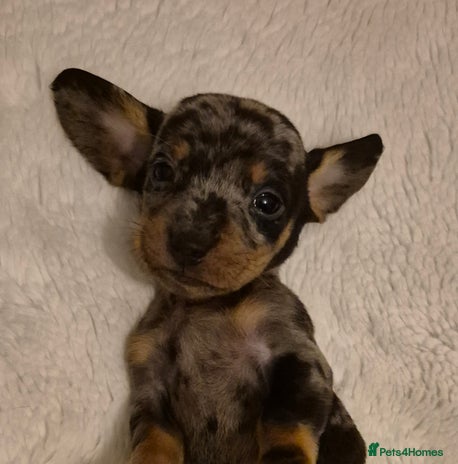 Miniature Dachshund dogs - Advert 13