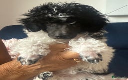 Toy Poodle dogs for sale: Rare parti poodle puppies - Image 12