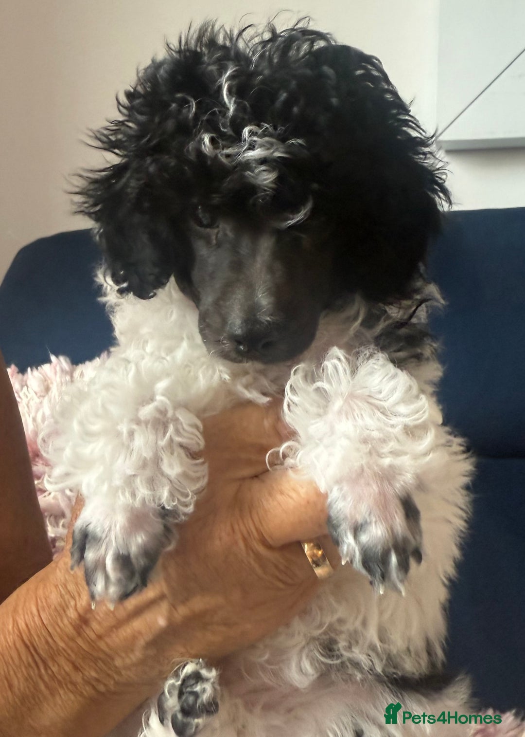 Toy Poodle dogs for sale: Rare parti poodle puppies - Image 12