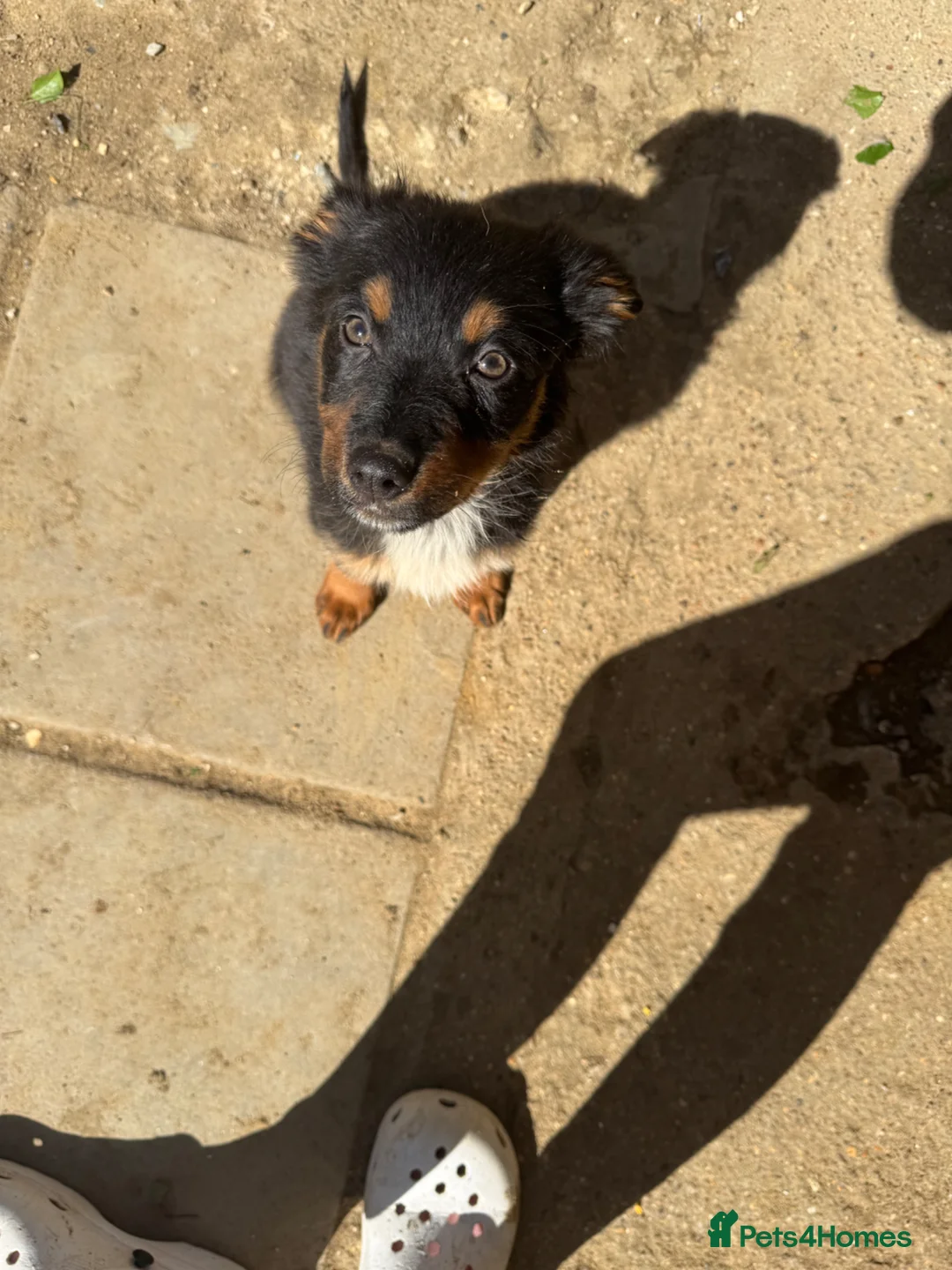 German Shepherd dogs for sale: German Shepherd Puppy for sale - Advert 2