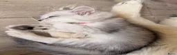 Persian cats for sale: Catherine – Persian Silver-Tipped Chinchilla 🩷 - Advert 7