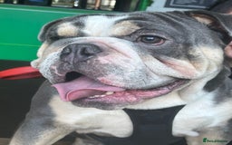 Mixed Breed dogs for sale: Beautiful freelance bulldogs  - Advert 12