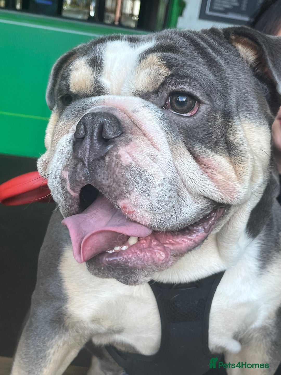 Mixed Breed dogs for sale: Beautiful freelance bulldogs  - Advert 12