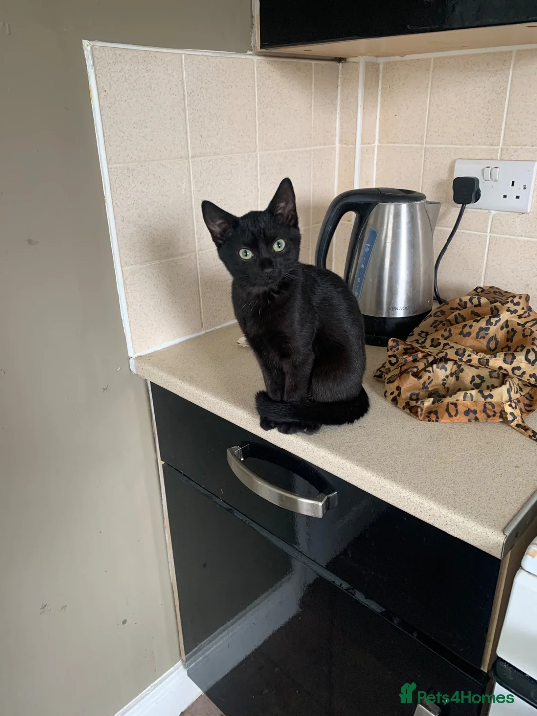 Mixed Breed cats for sale: 4 beautiful mixed breed kittens  in Barnsley - Advert 1