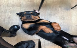 Rottweiler dogs for sale: Cuddly, Super Friendly Rottie for Sale - Image 11