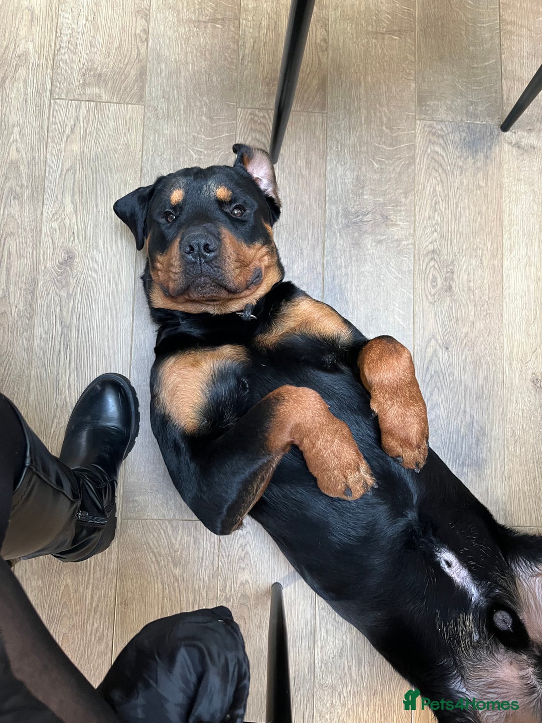 Rottweiler dogs for sale: Cuddly, Super Friendly Rottie for Sale - Image 11