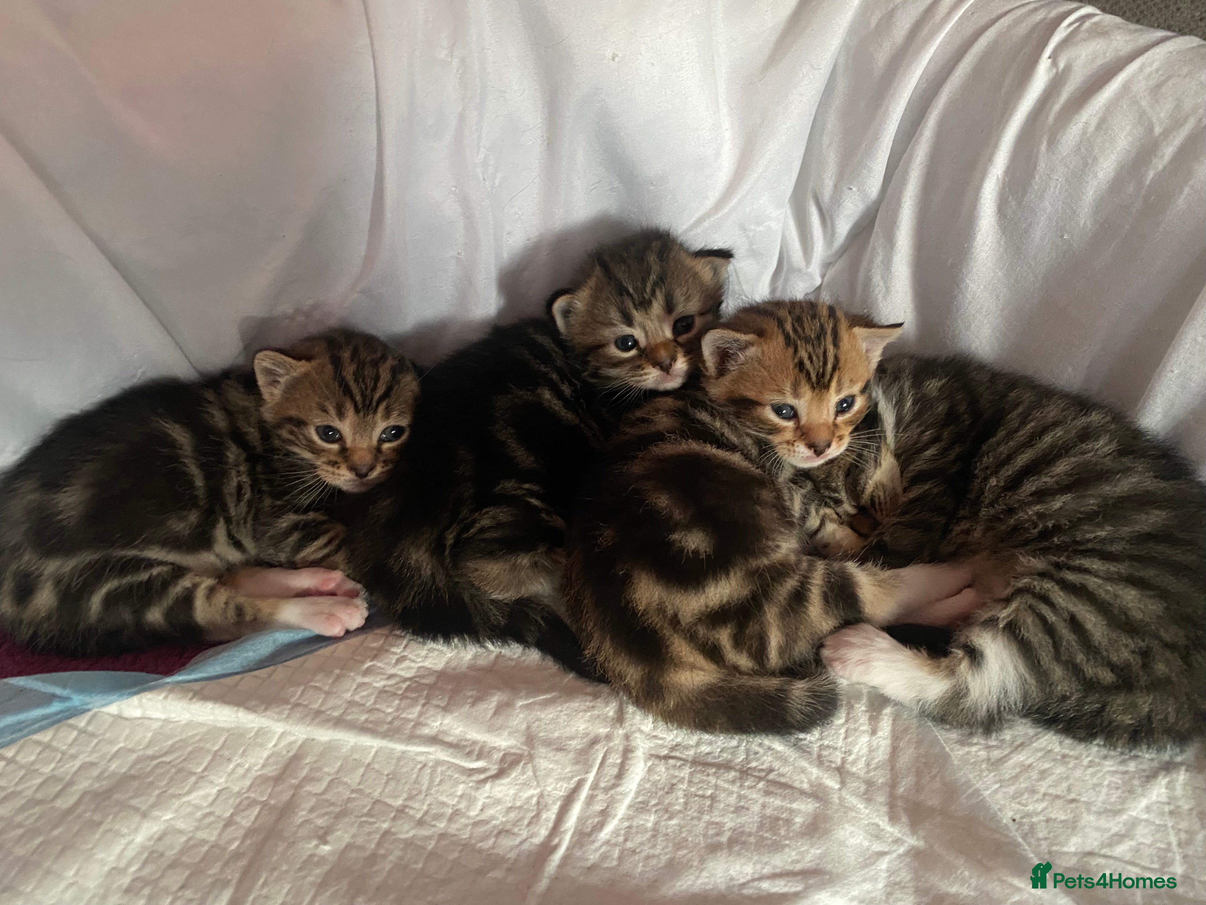 Bengal cats 4 beautiful Bengal X kittens for sale  - Advert 2
