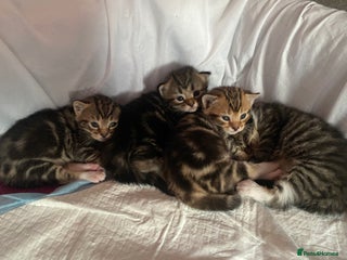 Bengal cats 4 beautiful Bengal X kittens for sale - Advert 11
