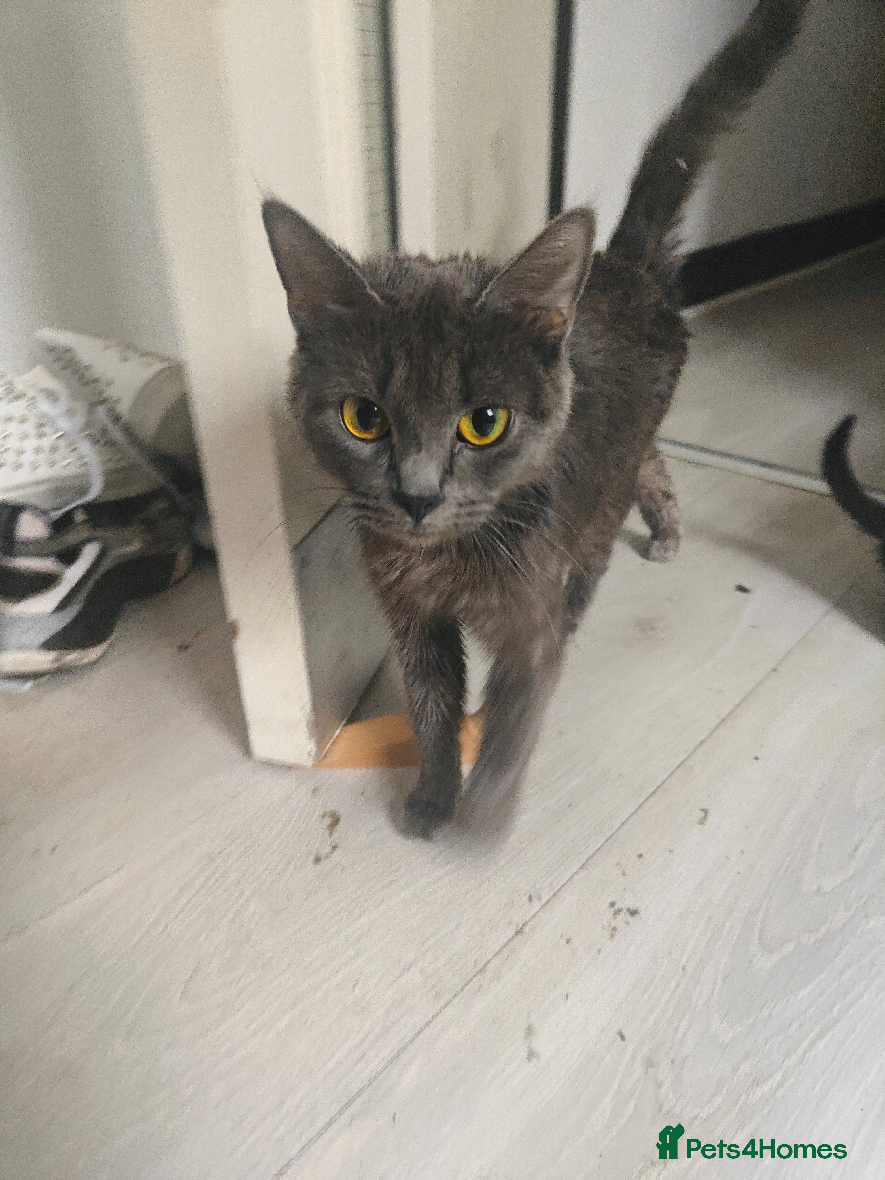 Mixed Breed cats 4Kittens  - Advert 1