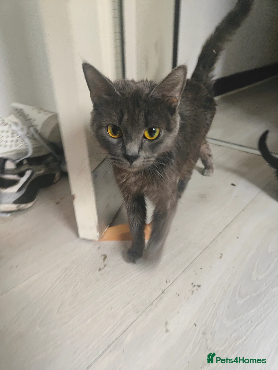 Mixed Breed cats for sale: 4Kittens  - Advert 1