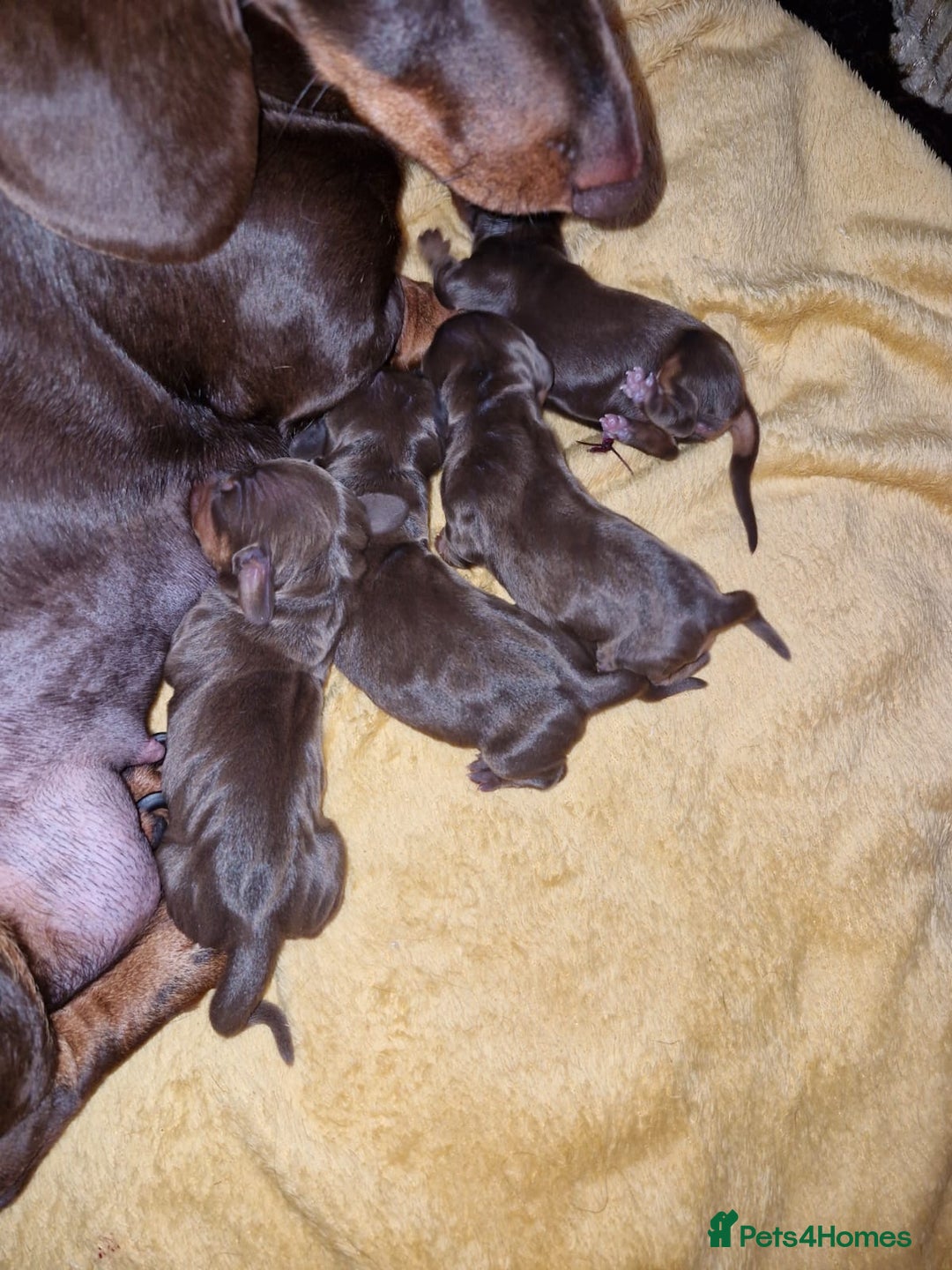 Miniature Dachshund dogs for stud: Halo Outstanding Isabella and Tan - Advert 13