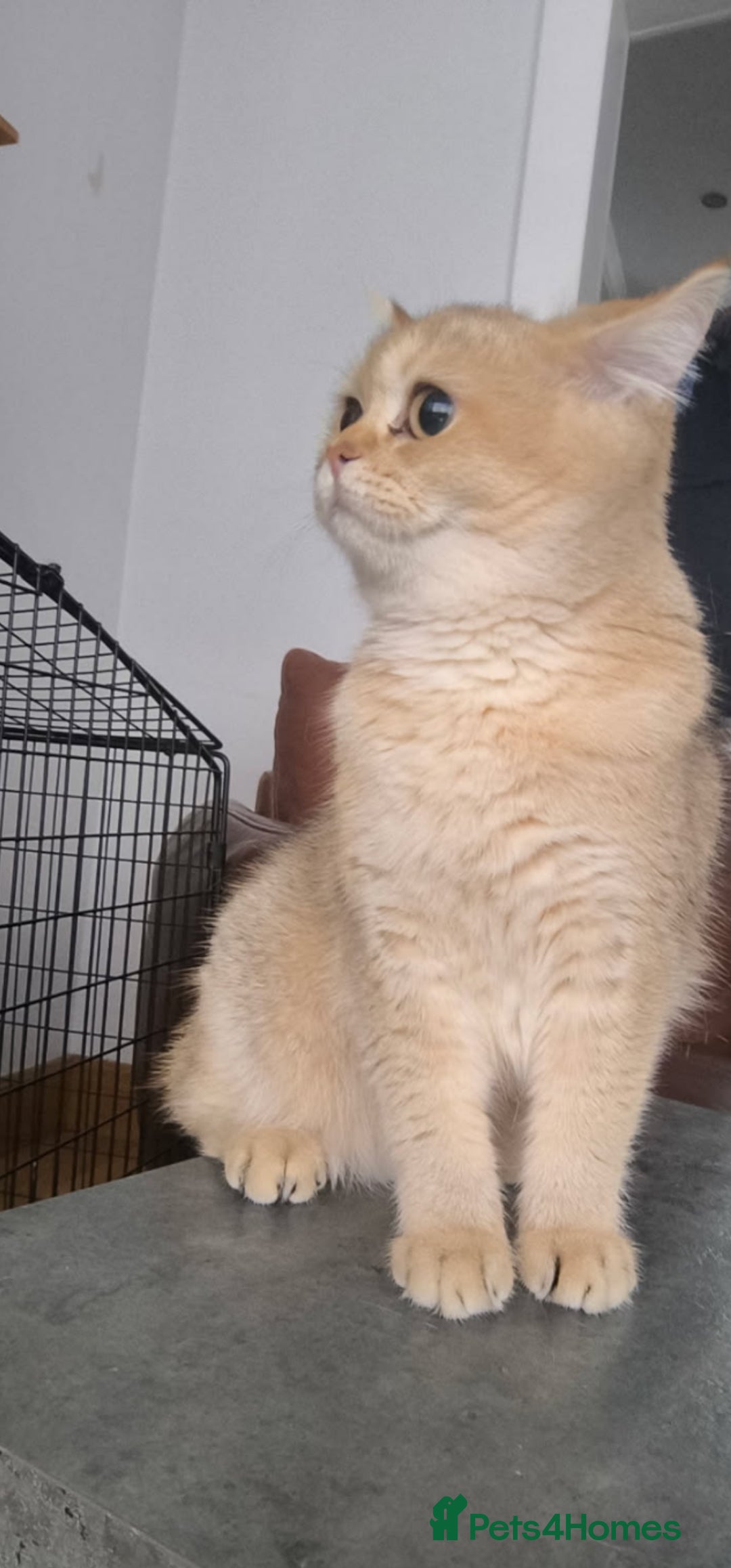 British Shorthair cats for sale: X Mass Give away. GCCF Avtive Golden B12 NY - Advert 1