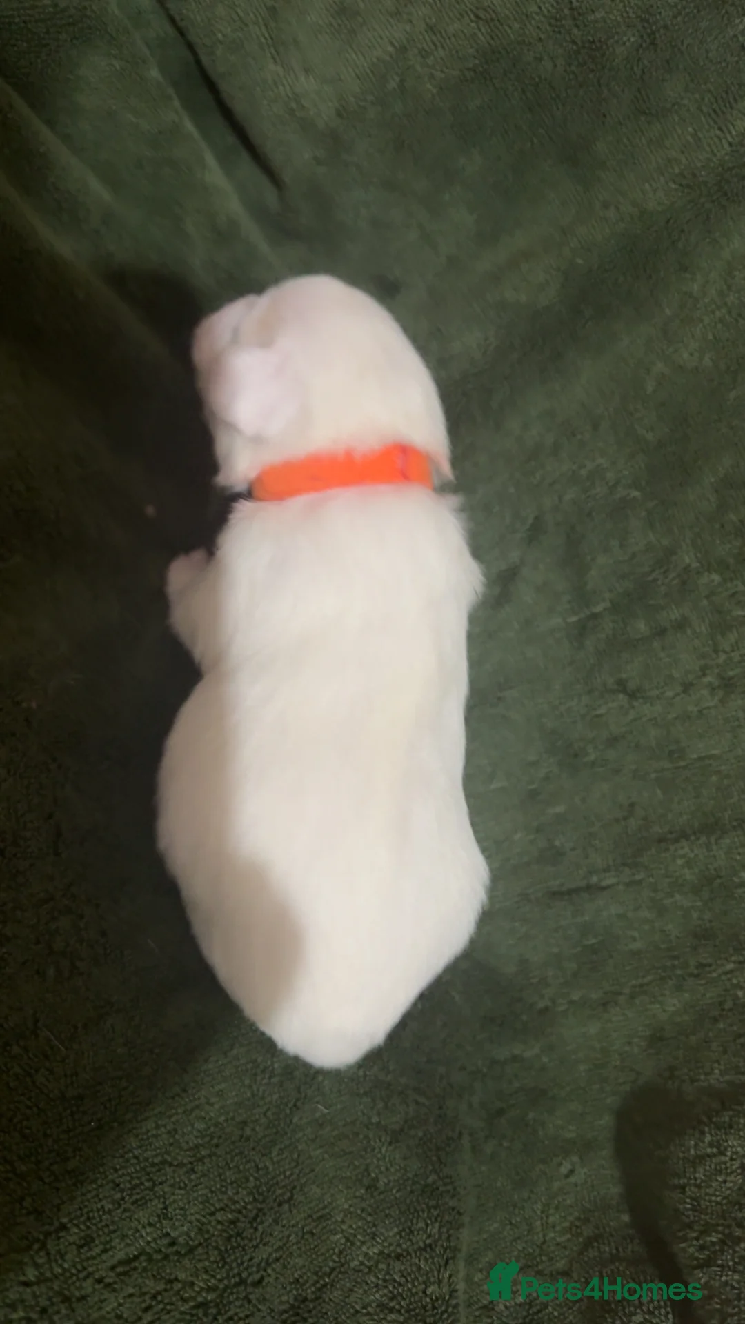 Jack Russell dogs for sale: Jack Russell puppies - Advert 9