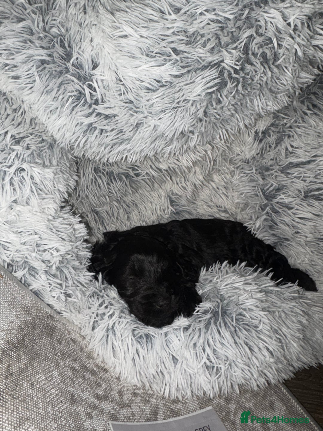 Goldendoodle dogs for sale: Health tested F1 Goldendoodle puppies  - Advert 30