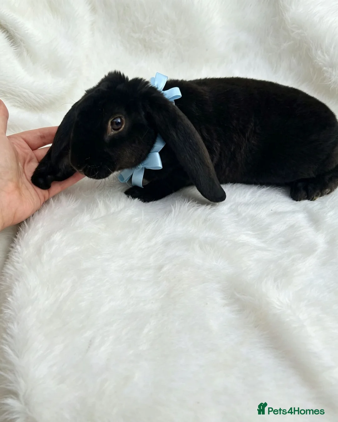 Rex rabbits for sale: RARE Velveteen baby  - Advert 2