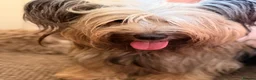 Skye Terrier dogs for sale: KC Reg Skye Terrier Cream puppies  - Advert 7