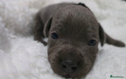 Staffordshire Bull Terrier dogs for sale:  Blue Staffy puppies for sale KC REGISTERED  - Image 37