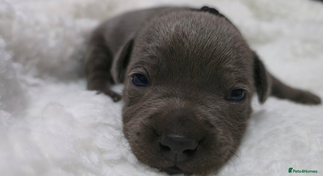 Staffordshire Bull Terrier dogs for sale:  Blue Staffy puppies for sale KC REGISTERED  - Image 37