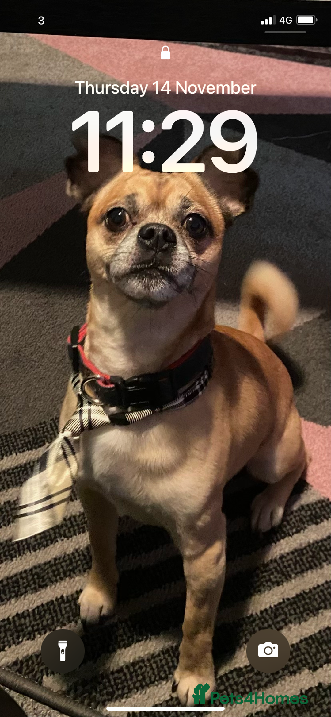 Chug dogs for sale: Stunning boy and girl Chug ready on February 7th - Advert 13