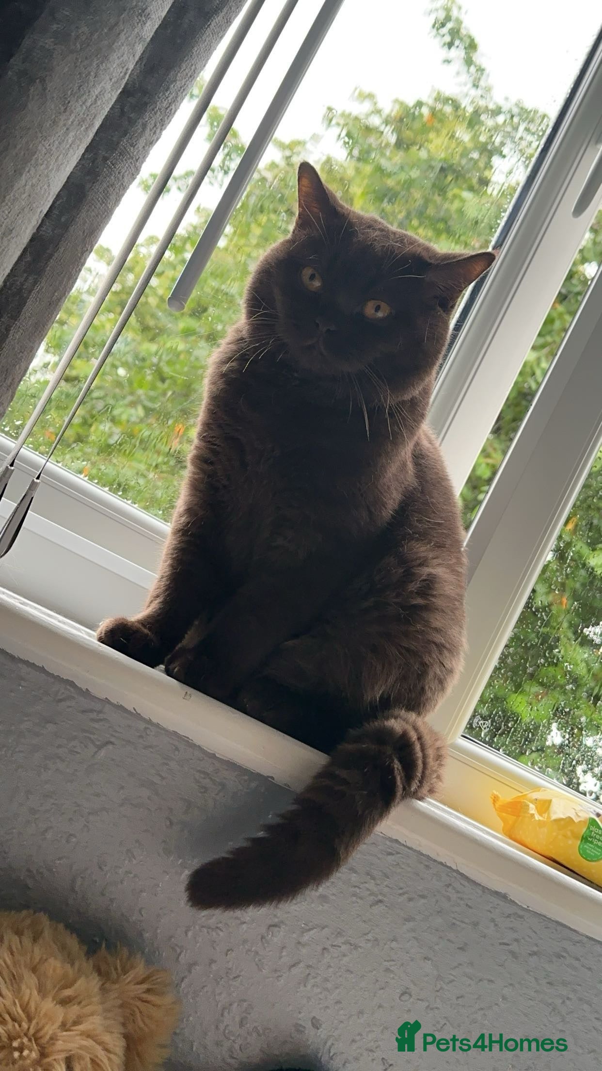 British Shorthair cats 🍫 🍊 TEDDYS CHOCOLATE ORANGE 🍊🍫 - Advert 1