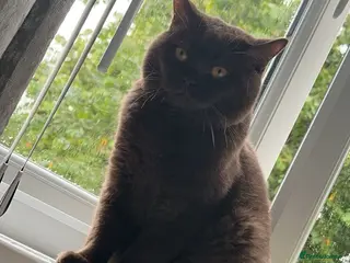 British Shorthair cats 🍫 🍊 TEDDYS CHOCOLATE ORANGE 🍊🍫 - Advert 1