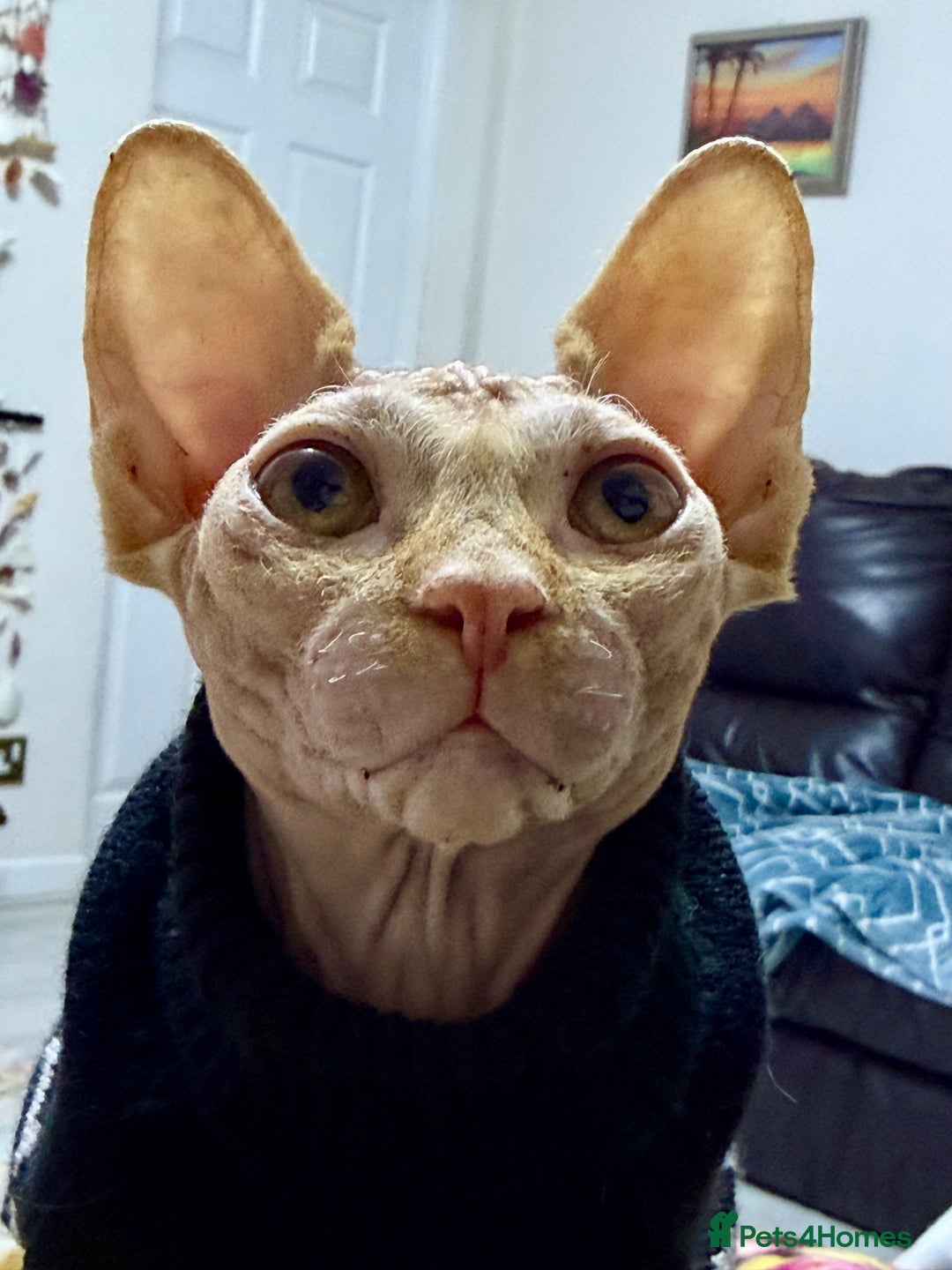 Sphynx cats for sale: Luna is looking for forever home - Advert 4