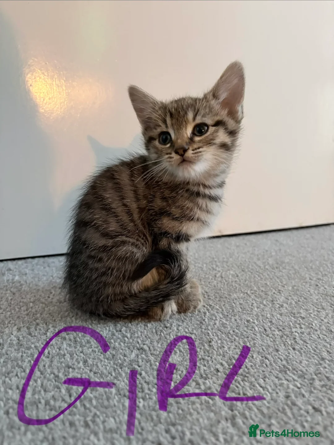 Mixed Breed cats for sale: Beautiful Mixed Breed Kittens - Advert 2