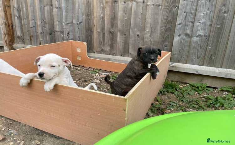 Staffordshire Bull Terrier dogs - Advert 6