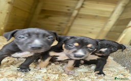 Mixed Breed dogs for sale: BorderBullies - Image 10