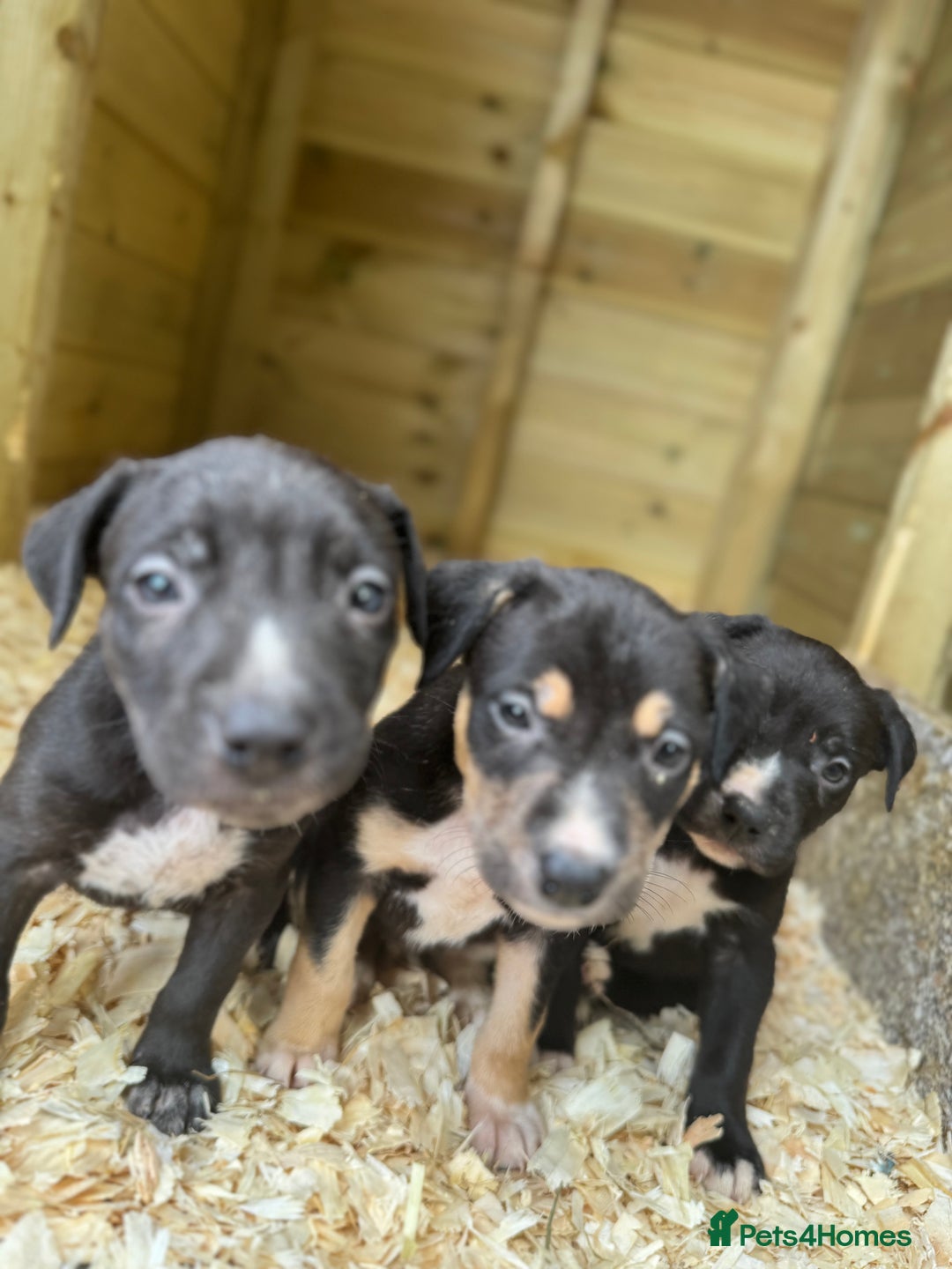 Mixed Breed dogs for sale: BorderBullies - Image 10