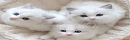 Ragdoll cats for sale: READY NOW ***** INDOOR PEDIGREE RAGDOLL KITTENS - Advert 17