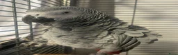 Parrots birds for sale: African grey female parrot  - Advert 1