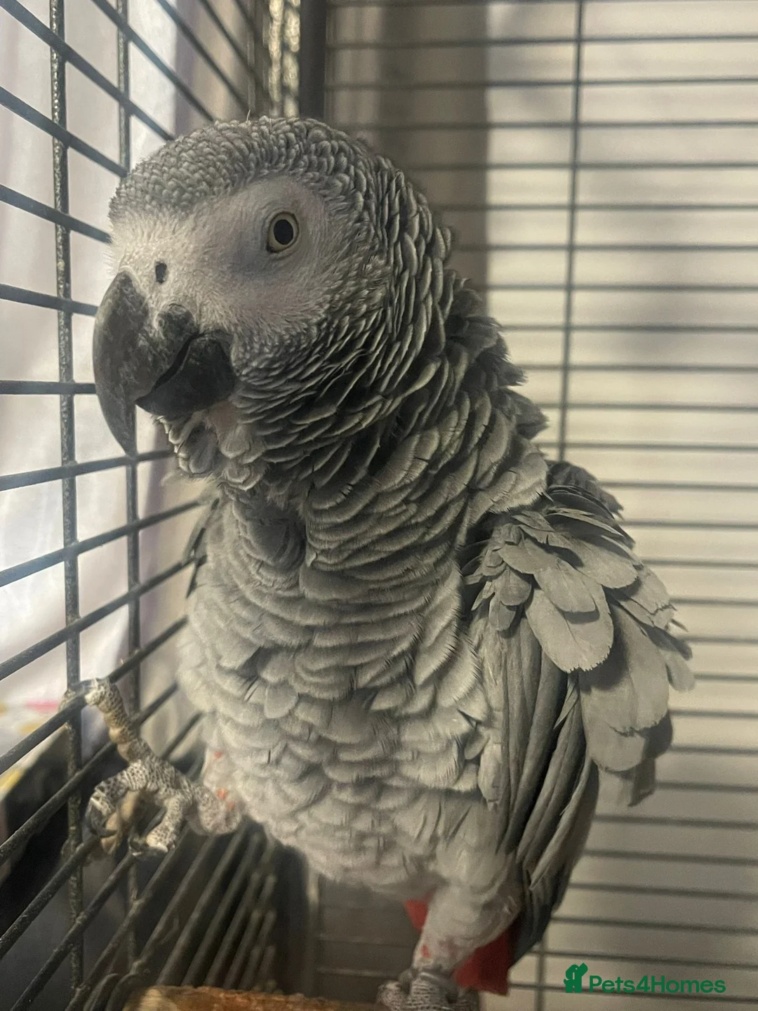 Parrots birds for sale: African grey female parrot  - Advert 1