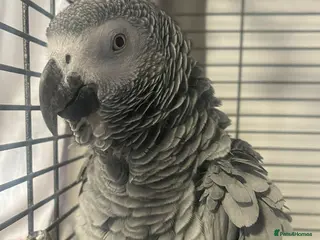 Parrots birds African grey female parrot - Advert 1