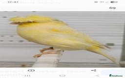 Canaries birds for sale: Wanted Gloster + Crested - Image 1