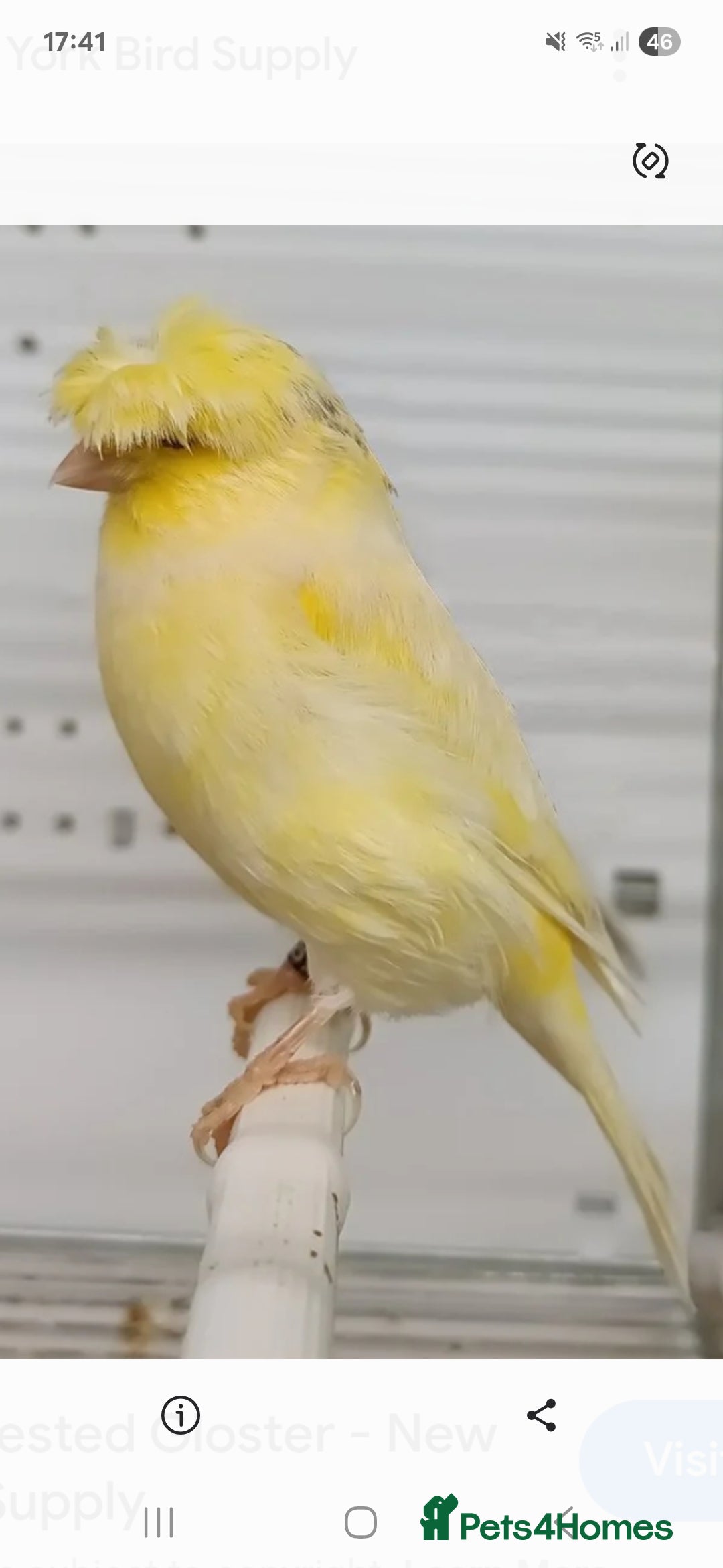 Canaries birds for sale: Wanted Gloster + Crested - Image 1