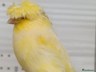 Canaries birds - Advert 9
