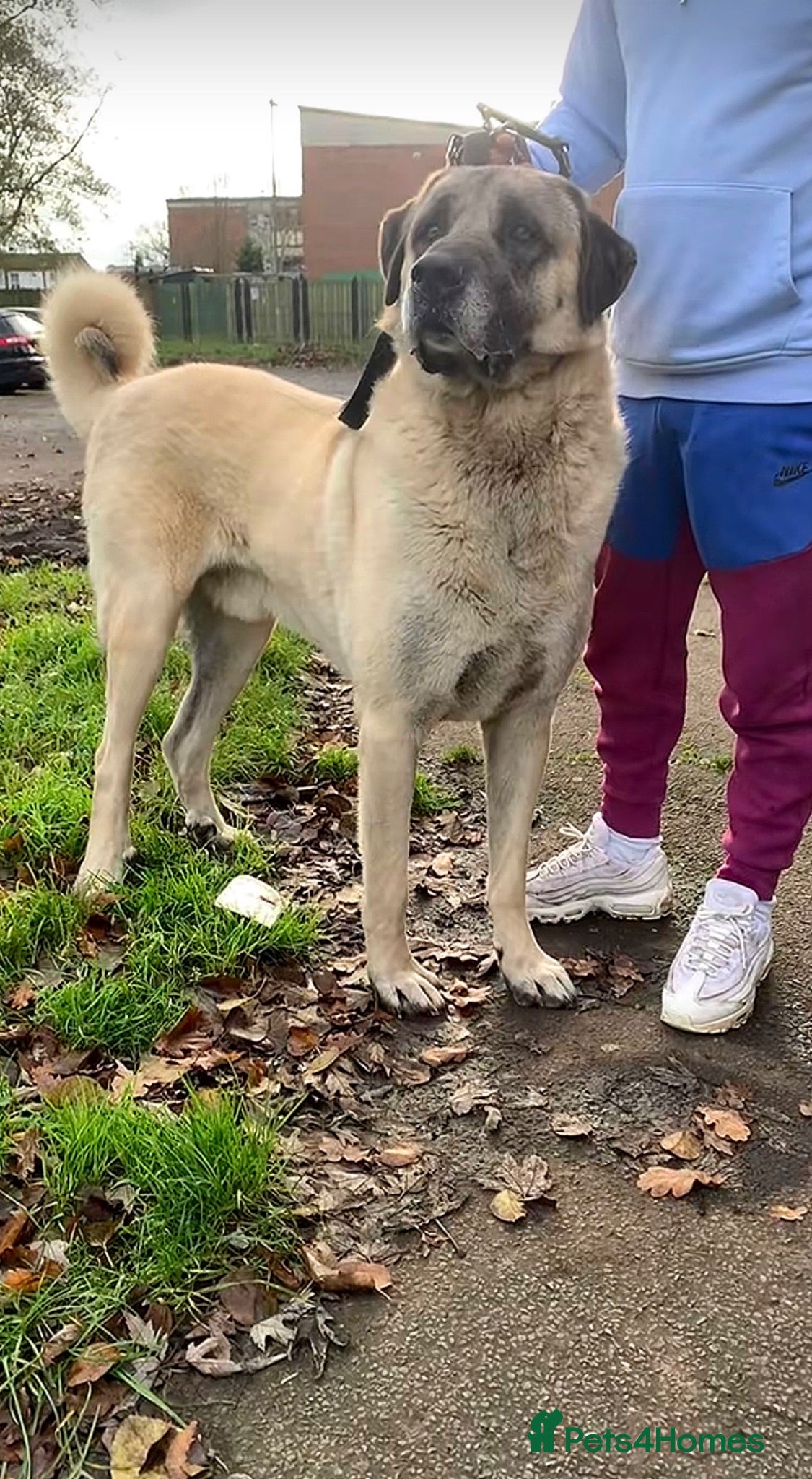 Turkish Kangal dogs Beautiful kangal puppies  - Advert 1