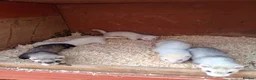 Ferret rodents for sale: Ferret kits - Advert 3