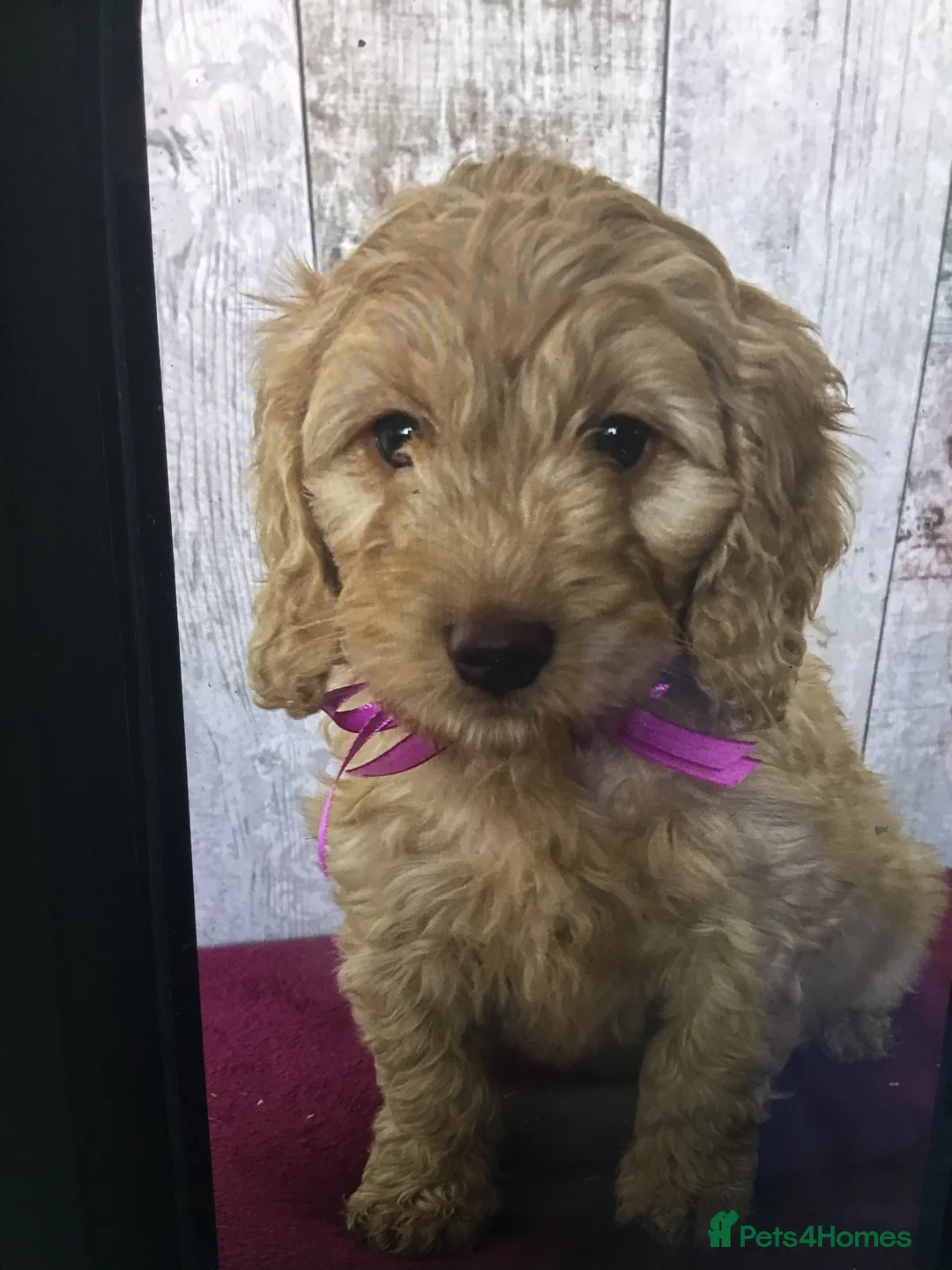 Mixed Breed dogs for sale: Cockador x poodle pups - Advert 4