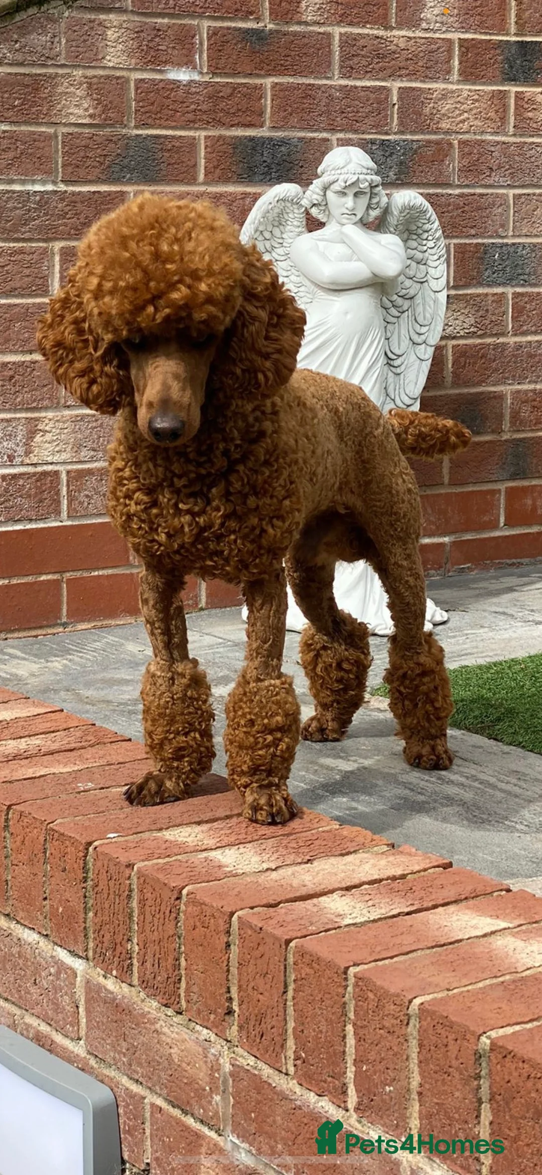 Miniature Poodle dogs for stud: Donnajays Professional Lisenced health tested  in Stafford - Advert 2