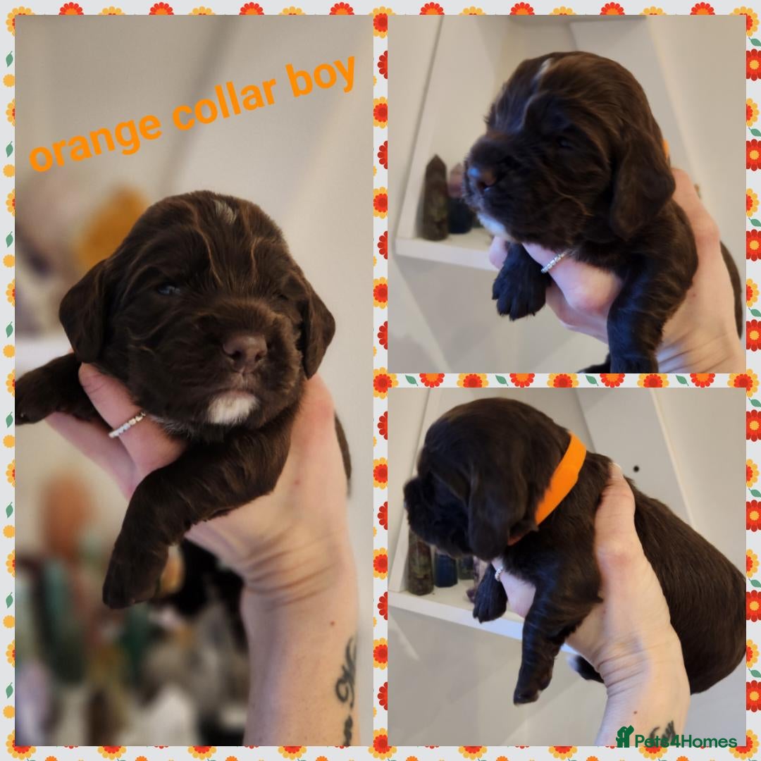 Cocker Spaniel dogs Stunning KC working cocker spaniel puppies  - Advert 6