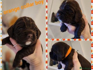 Cocker Spaniel dogs Stunning KC working cocker spaniel puppies - Advert 11