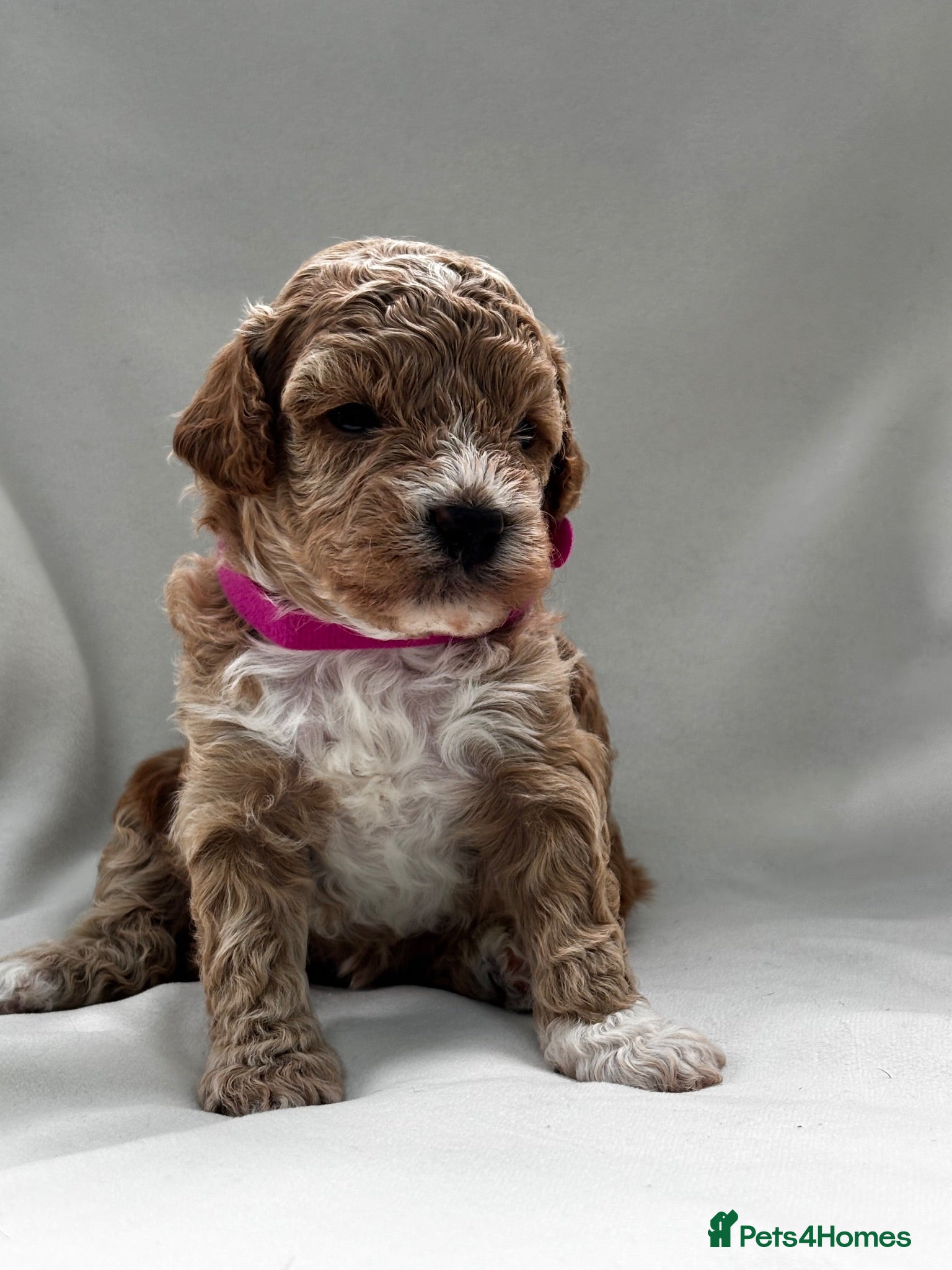 Mixed Breed dogs 🐾 Beautiful Cavapoochon × Cavapoo Puppies 🐾 - Advert 1