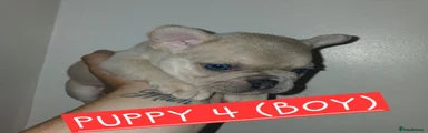 French Bulldog 4