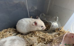 Hamster rodents for sale: Mixed Syrian hamsters - Image 4