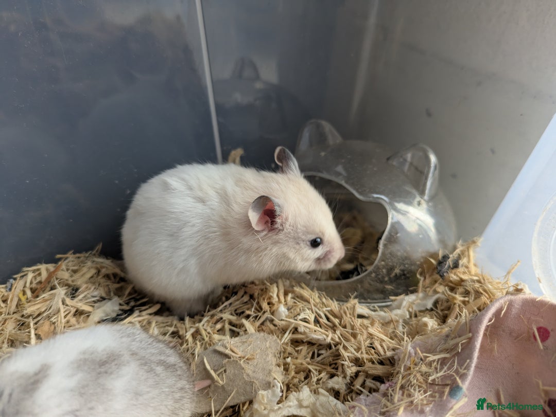 Hamster rodents for sale: Mixed Syrian hamsters - Image 4
