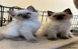 Ragdoll cats for sale: Ragdoll kittens - Image 6