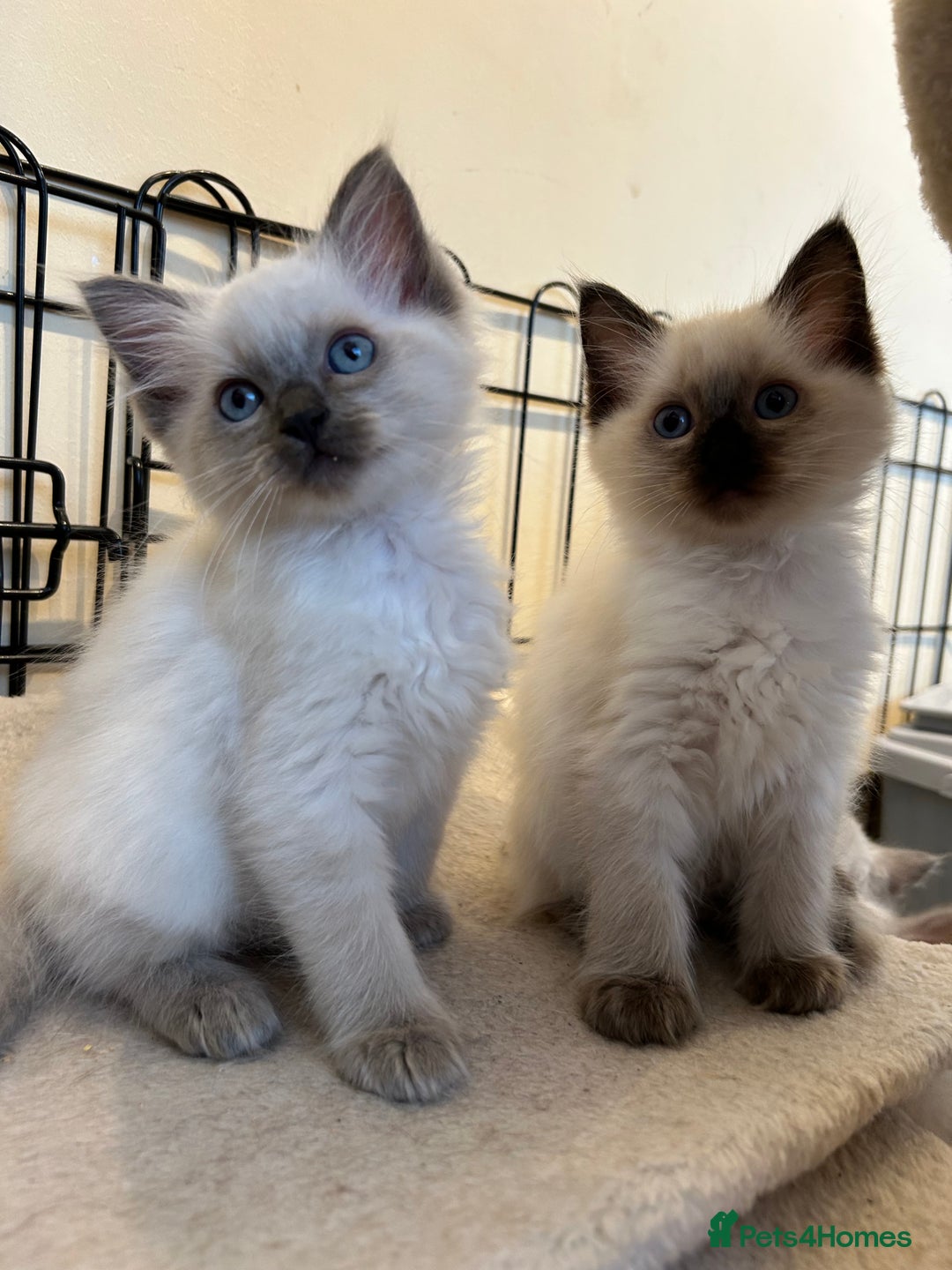 Ragdoll cats for sale: Ragdoll kittens - Image 6