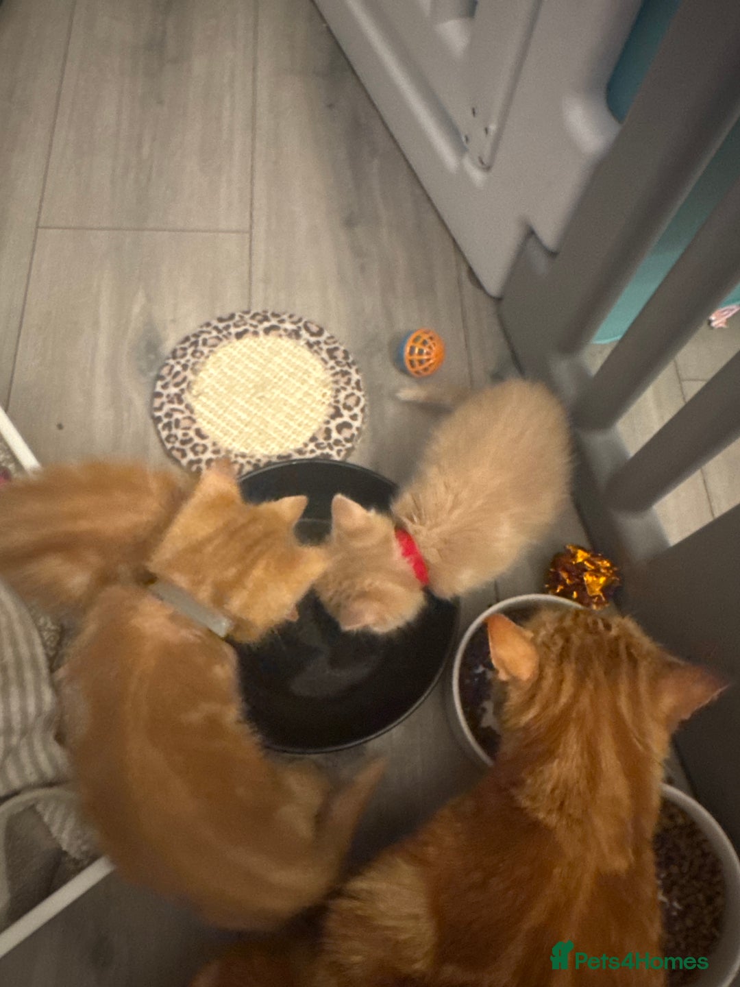 Domestic Shorthair cats for sale: Ginger kittens  - Image 14